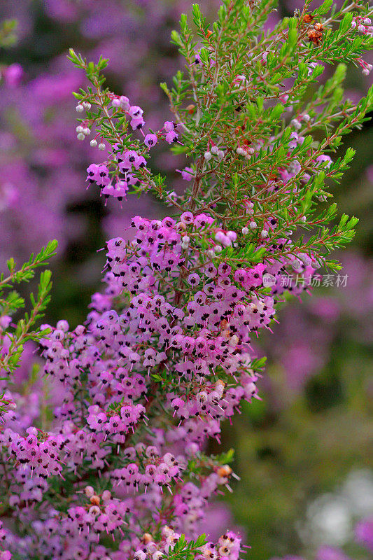 Erica cananaliculata / Channeled Heath /靶心设计Erica / Janome Erica